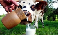 Nauja galimybė sustiprinti pieno sektorių