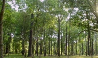 Pakeista privačių miškų kirtimo tvarka