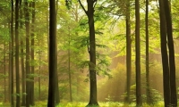 Numatoma miškų plotų viršdeklaravimo atvejus išnagrinėti iki 2012 m. balandžio 2 d.