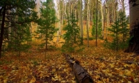ES parama miškų ekonominės vertės didinimui